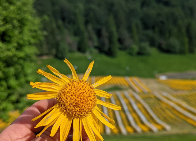 06/03 - GIORNATA ARNICA PIANCAVALLO